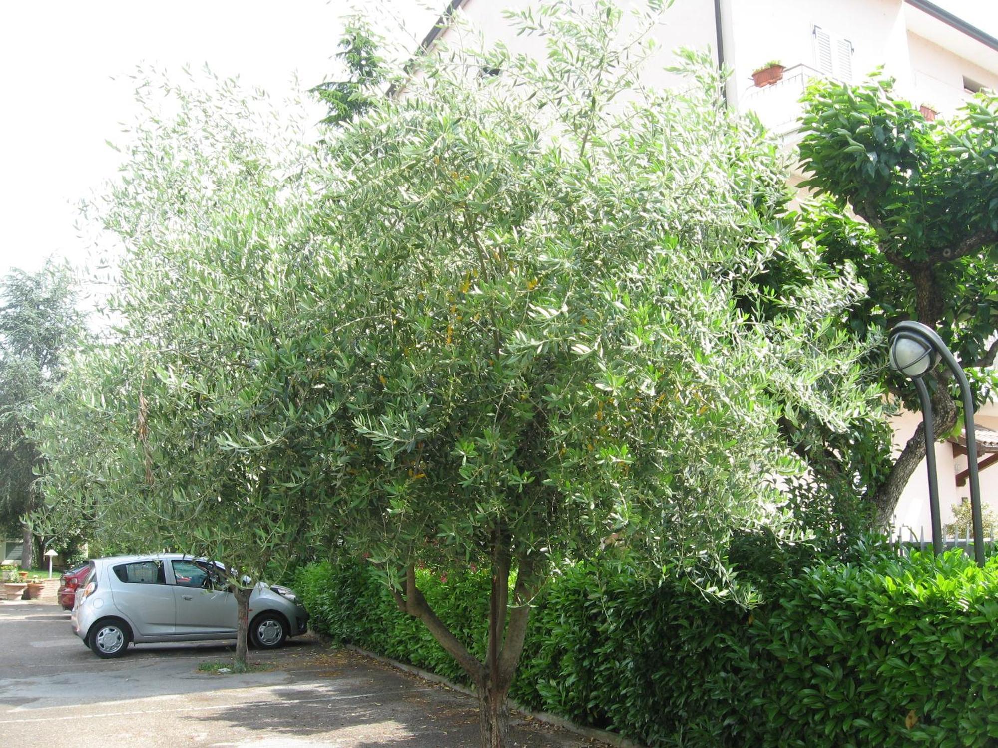 Campiglione Hotel Assisi Bagian luar foto